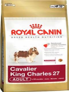 CAVALIER KING CHARLES ADULTO 1,5Kg